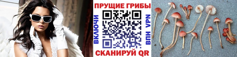 где найти   Саранск  Псилоцибиновые грибы ЛСД 
